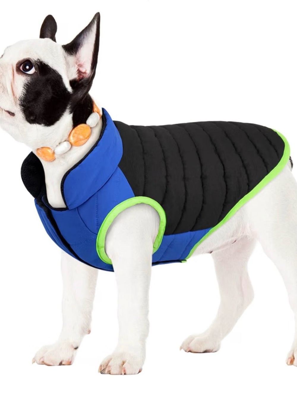 Blue & Black Puffer Dog Coat with Lime Trim